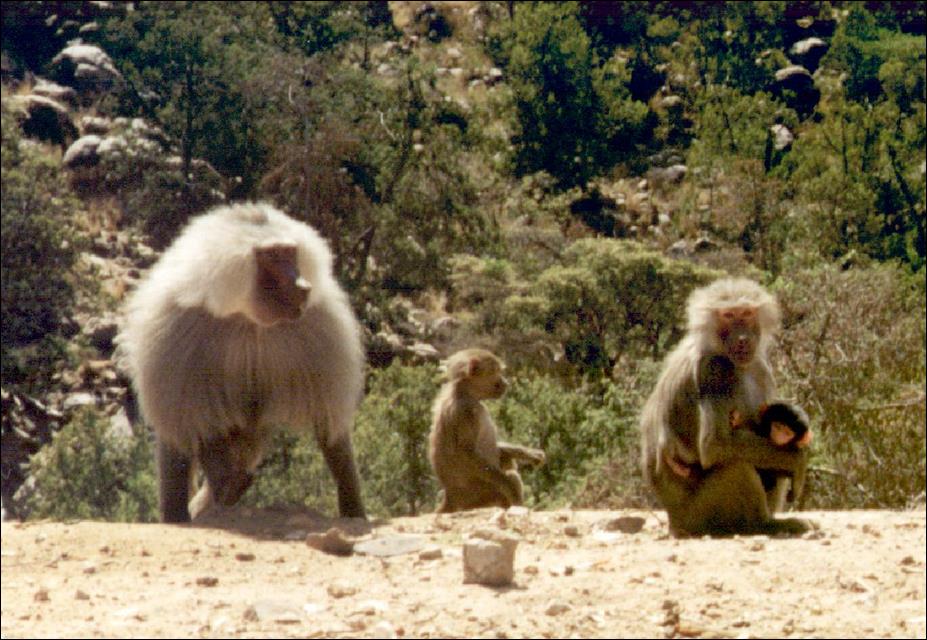 Abha_baboons